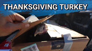 The Turkey Is Here! | Butchering The Thanksgiving Turkey