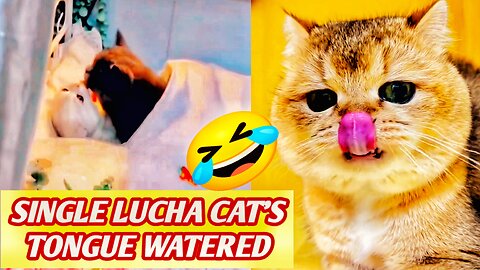 The single cat's tongue watered after seeing their adorable love scene🤣 Cats love🥰