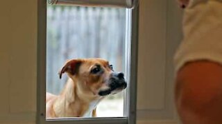 Ce chien a des problèmes avec les portes