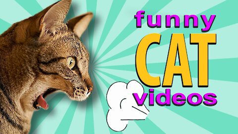 Funniest Cats 😹 - Don't try to hold back Laughter 😂 - Funny Cats Life by Dolby Vision 2021