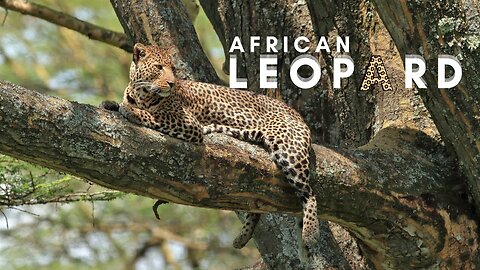 Leopard | African | Wildcats | Animals | No Copyright Video | Stock Footage