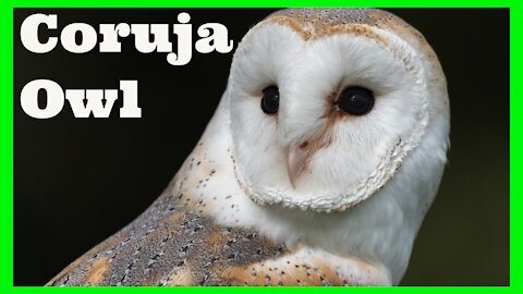 Corujas - Owl - Fatos e curiosidades - Aves selvagens - Animais do Mundo