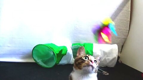 Agile Little Cat Plays with Feather Toy