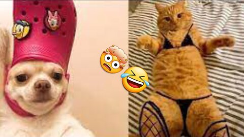 Epic Cat and Dog Fails: When Cats Try to Be Too Clever🤯🤣🤣