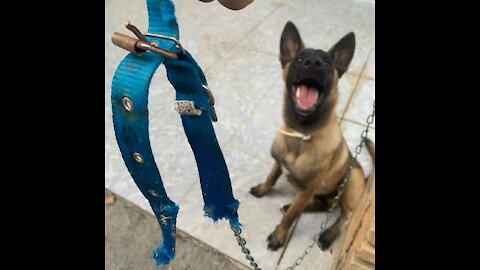 Dog belgian shepherd malinoar