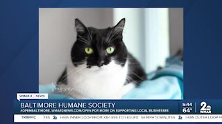 Baltimore Humane Society is open and waiting for you!