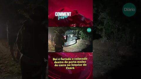Boi é furtado e colocado dentro de porta-malas de carro no Interior do Ceará