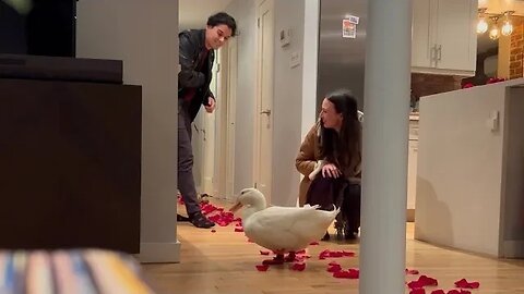 Duck Interrupts Proposal