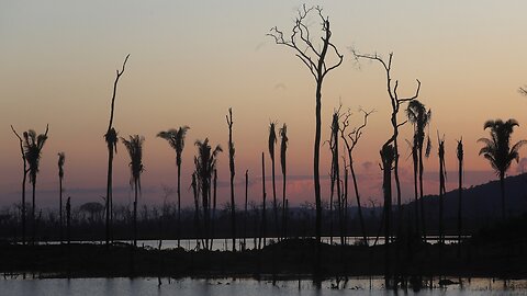 Brazil's President Claims Rain Forest Deforestation Report Is False