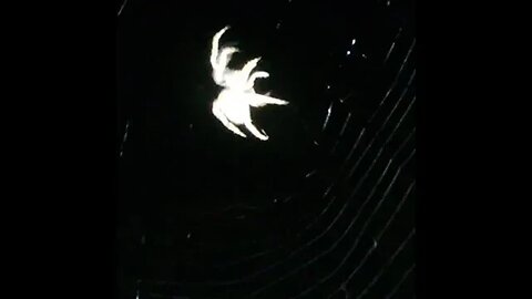 spider 🕸