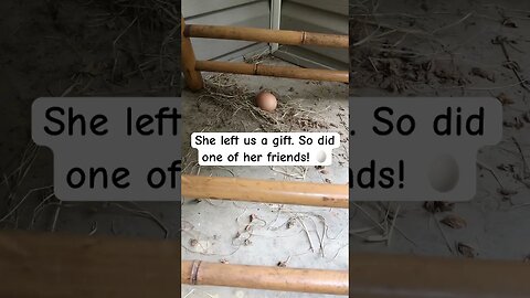 Our hens are laying eggs on our porch #hens #eggs #farmfresheggs