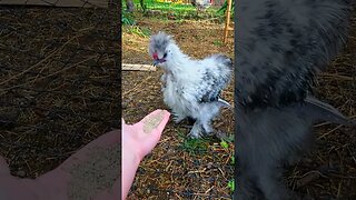 Baby Chicken Eating in Slow Motion | Silkie Chicken | #shorts