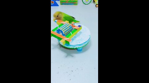 Parrot Work At Home