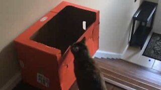 Cat discovers the coolest way to go down the stairs