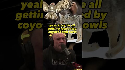 Why Coyotes Are the Solution to the Rat Problem - Joe Rogan and Dan Flores #JRE #1975