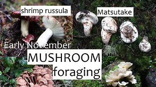 Early November Mushroom Foraging: Shrimp Russula, Matsutake, Honey Mushrooms, Oysters and more!