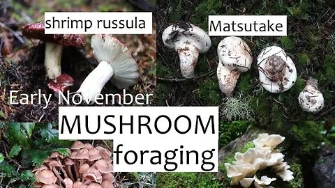 Early November Mushroom Foraging: Shrimp Russula, Matsutake, Honey Mushrooms, Oysters and more!