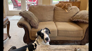 Great Danes And Cat Share Kitty Treats And Squirrel Reality TV