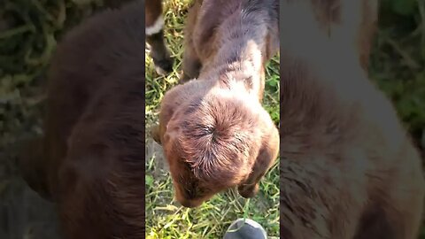 Cute baby goats #shorts #farmanimals