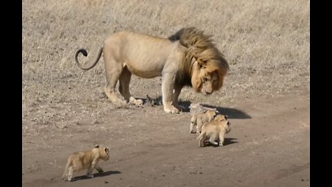 Lion dad tries hard to ditch his kids