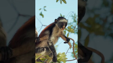 Discover the Funniest Mix Monkey Video You've Ever Seen | Animal Vised
