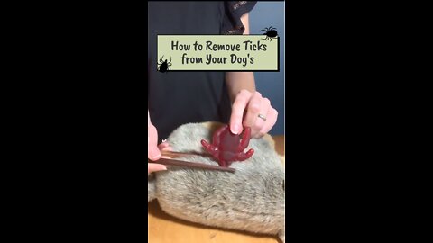 How to Remove Ticks From a Dog at Home?