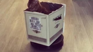 Cat in cardboard box rides robot vacuum
