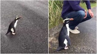 Pinguino amichevole scherza con le persone