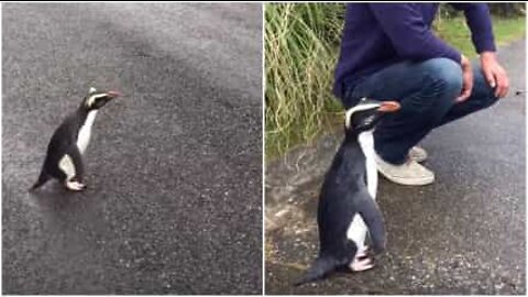 Pinguino amichevole scherza con le persone