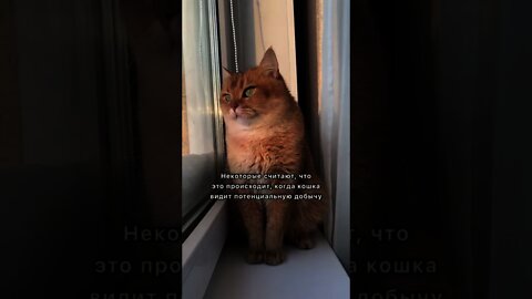 #shorts Смешные Коты Из Тик Тока 186 Funny Cats From Tiktok