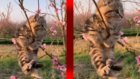 Funny clip of a cat stuck in a tree 😂 2021