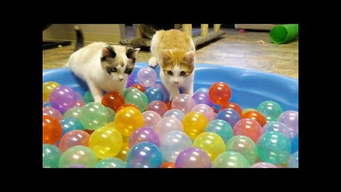 Cute Kittens Play in Ball Pit