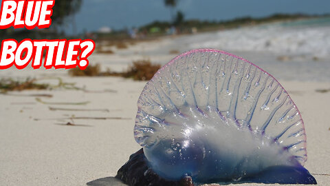 How Deadly is the Portuguese Man o' War