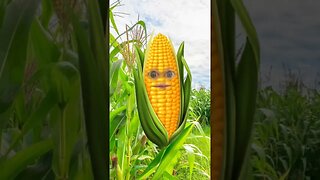 How much does a pirate pay? #corn #pirate #dadjokes #jokes #fyp