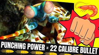 7 Facts That Sound Extremely Wrong But Are True | Mantis Shrimp Punch 👊🦐 #facts #realfacts #