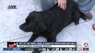 Pet of the Week: Hank