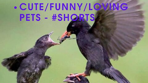 Cute/Funny/Loving Pets - #shorts