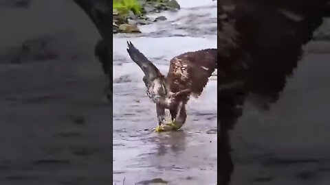 Eagles, Falcons And Hawks! Oh My! Damn #nature, You Scary! #natgeo #natgeowild #naturelovers #eagles