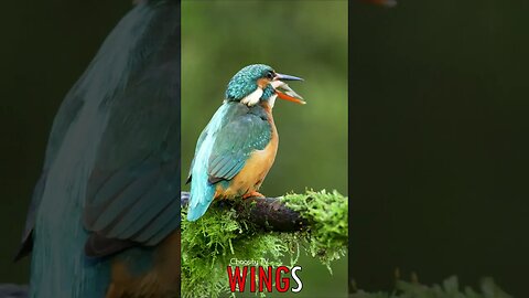 🐧 #WINGS - Serene Predation: Kingfisher's Delicate Feast on a Moss-Covered Branch 🐦