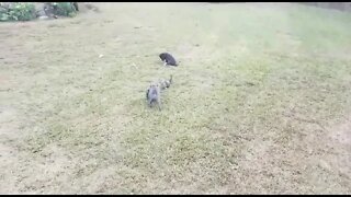 Pitbull Pack Baby days playing with Dad