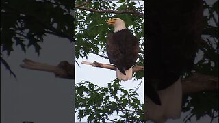 eagle in a tree