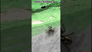 Spider vs Ants Who is Faster and Smarter