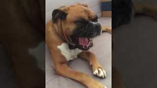 Boxer sings along to classic 'Hallelujah' song