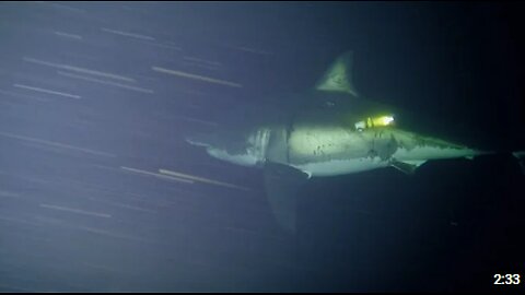 Great White Naps for First Time on Camera