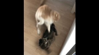 Shortest Cat Fight in History [funny sound]