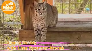 It’s Singing Sunday with Lisa and Carole at BigCatRescue.org 02 26 2023 singing to Nabisco and Flint