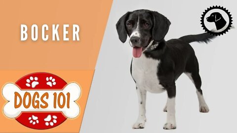 Dogs 101 - BOCKER - Top Dog Facts about the BOCKER | DOG BREEDS 🐶 #BrooklynsCorner