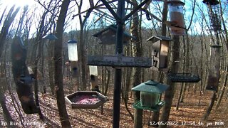 PA Feeder 2 - Scary Nuthatch Part 2