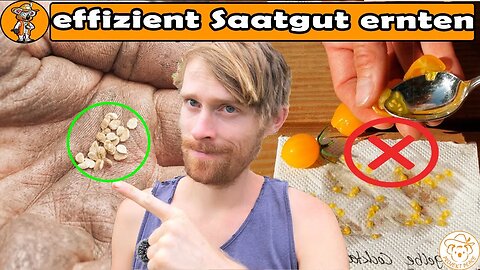 Tomaten Saatgut ernten - Nur noch SO! | Bittere Zucchini vermeiden | Tipps Saatgut gewinnen