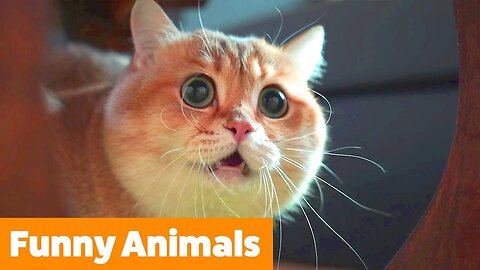 Funny animal videos 😂 2024 #8